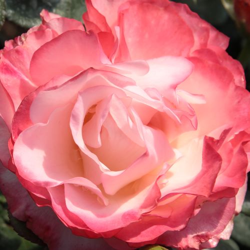 Róże ogrodowe - róża wielkokwiatowa - Hybrid Tea - biało - czerwony - Rosa  La Garçonne - róża z intensywnym zapachem - Hans Jürgen Evers - Śliczna róża, codziennie połyskuje innym kolorem, sadzona grupowo jest klejnotem ogrodu, długo kwitnie.